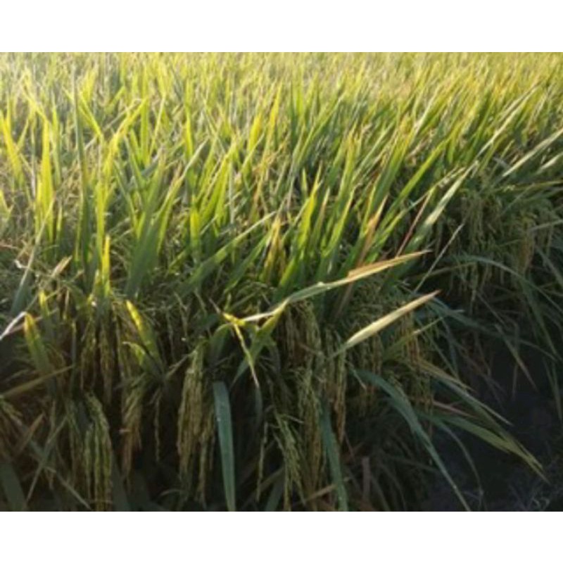 Benih padi CL 220 anti burung