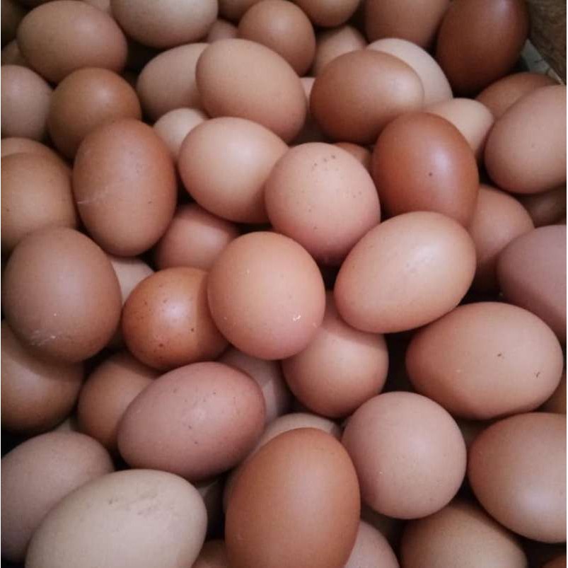 

Telor Ayam Negeri 1 Kg
