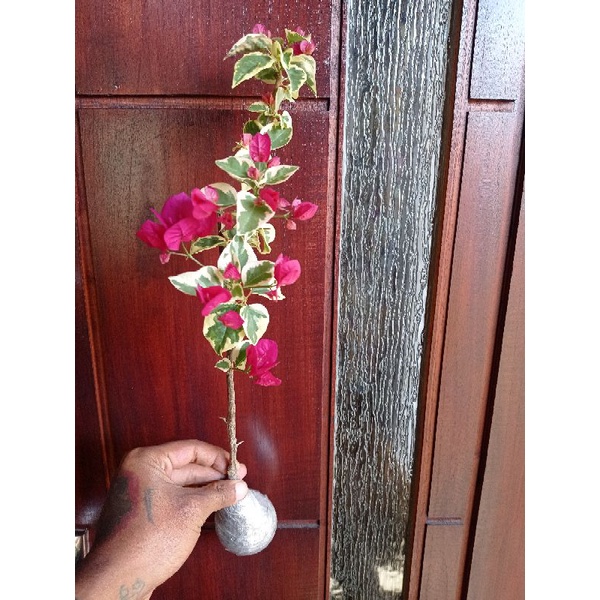 Tnaman hias - bougenville varigata merah fanta