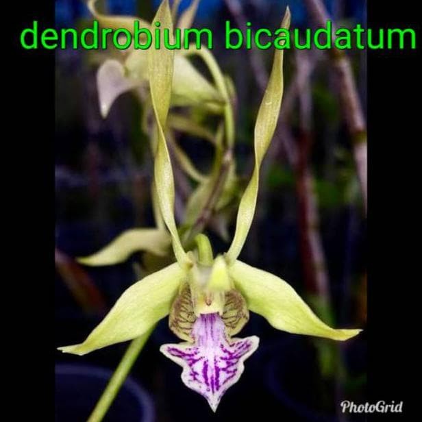 (DEWASA) Anggrek Dendrobium Bicaudatum Dewasa