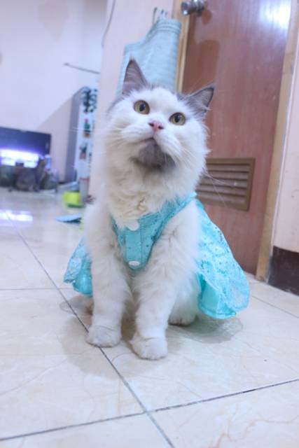 Dress satin renda warna toska untuk kucing dan anjing / baju kucing anjing murah size S-XL