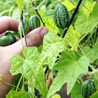 Benih Bibit Biji - Buah Cucamelon (Semangka Anggur) Melothria scabra Seeds - IMPORT