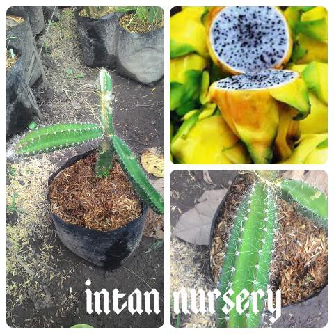 Tanaman Buah Naga Kuning - Bibit Buah Naga