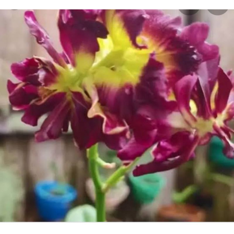 anggrek dendrobium mawar