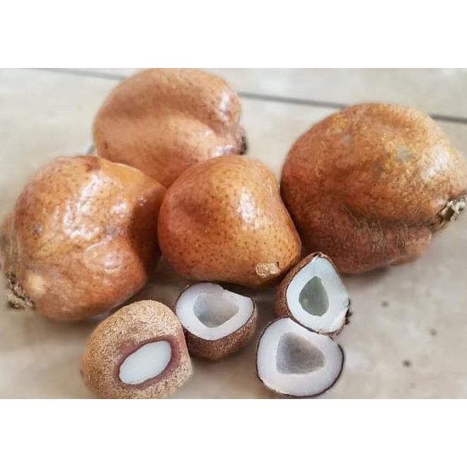 BUAH ZURIAT DOUM 500 GR ORIGINAL PROMIL HARGA GROSIR PROGRAM KEHAMILAN