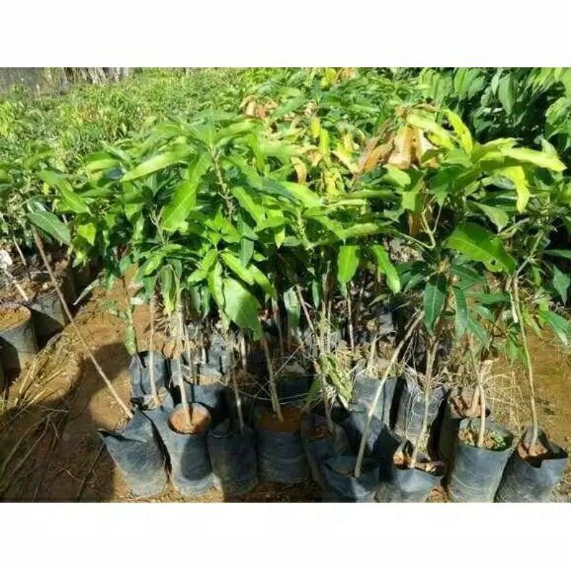 Bibit tanaman buah mangga