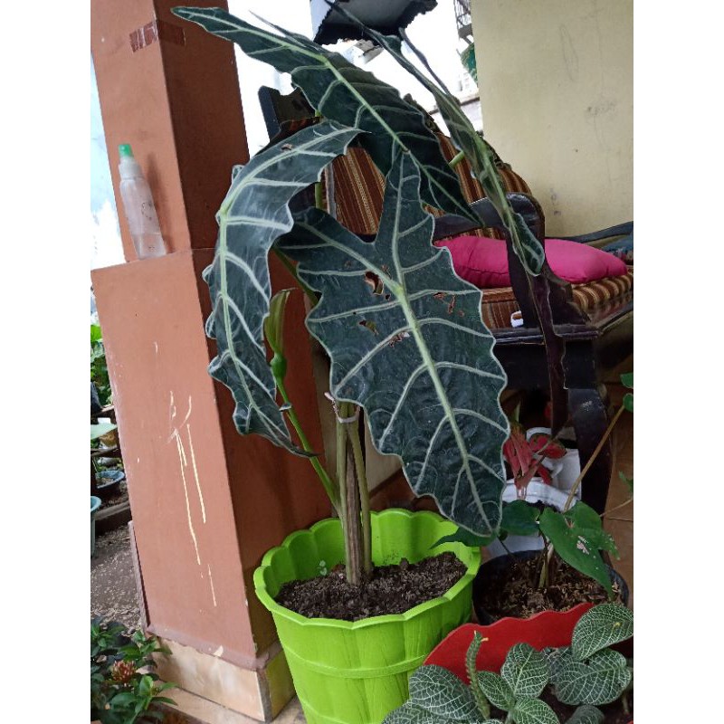 

Keladi Amazon jumbo