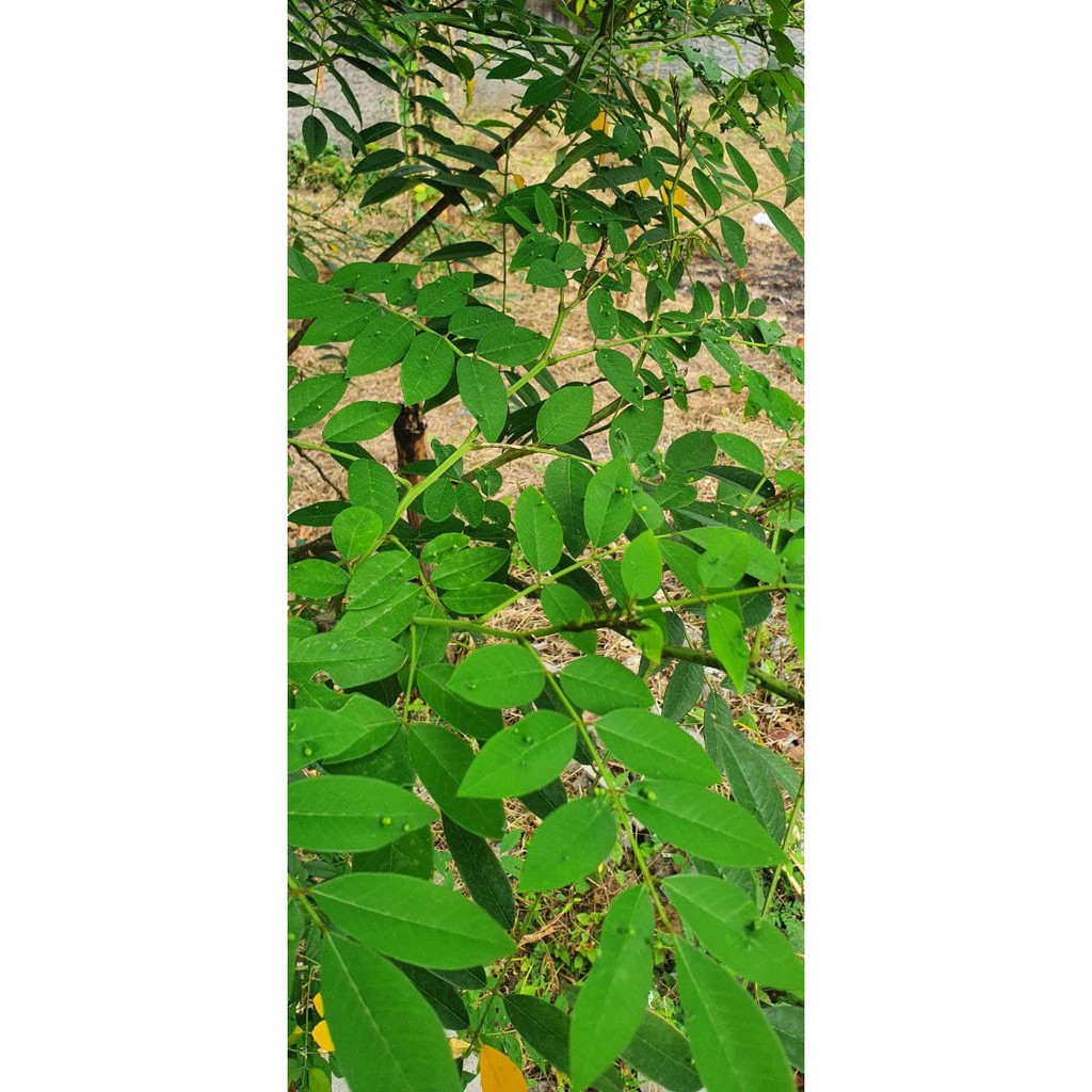 Daun Rumput Indigofera Pakan Makanan Kelinci Marmut Kura Kura Sapi Kambing Pengganti pelet 100 gram