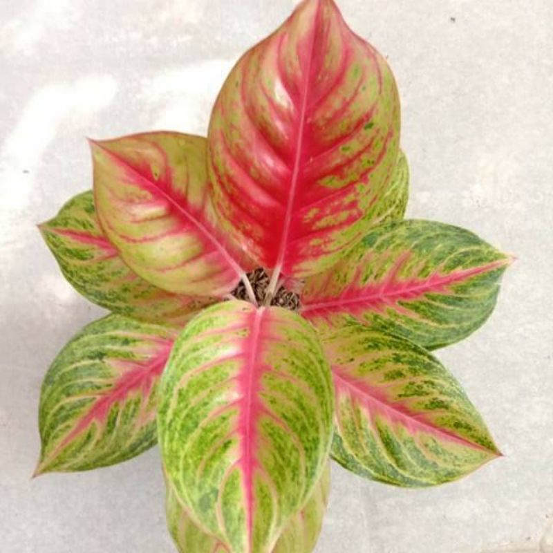 aglonema Andini dewasa