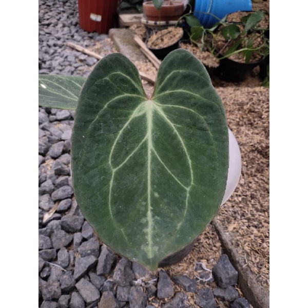 anthurium king of spades