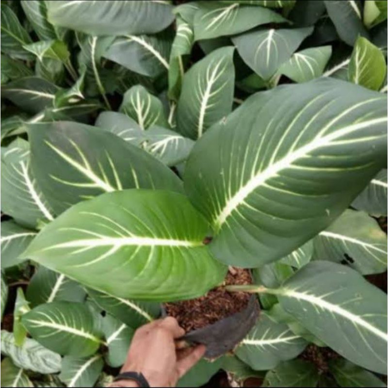 Tanaman hias blanceng neon / Tanaman sri rejeki neon / blanceng neon