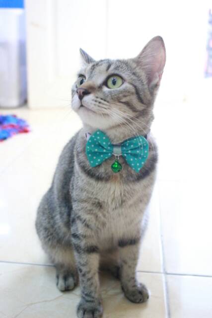 Dasi Kupu-kupu hijau polkadot lucu untuk kucing dan anjing size S M L XL / bowtie kucing 2018