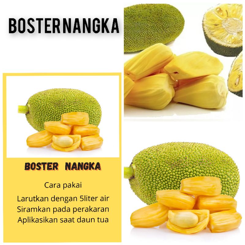 BOSTER NANGKA BOOSTER NANGKA PUPUK NANGKA