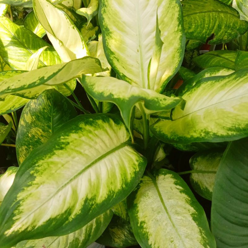 aglonema diven tissue