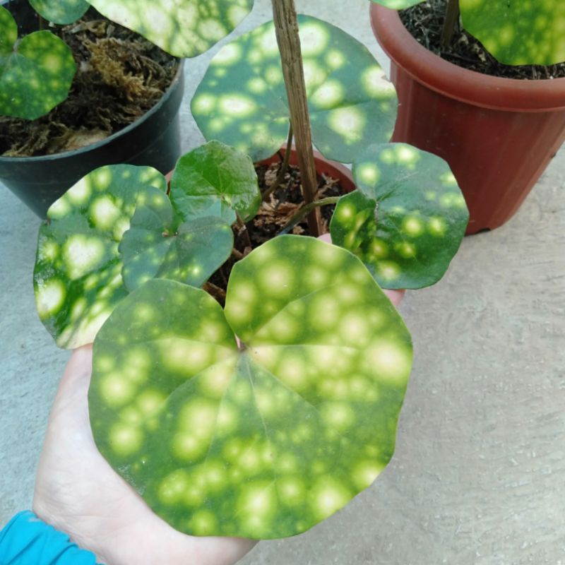 Jual Tanaman Hias Farfugium Japonicum Begonia Mata Katak Shopee Indonesia