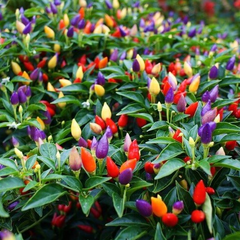 Benih Cabai Pelangi Bianglala Mini Pack 30 Seeds BISI HOME GARDEN