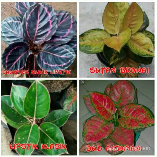Paket 4 Jenis Aglonema IMPORT Sutan Brunai-Calathea Maranta-Dud Anjamani-Harry Pother