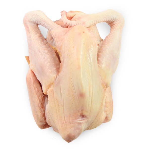 

Ayam Pejantan