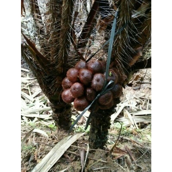 salak madu salak pondoh mateng pohon harga per 1kg