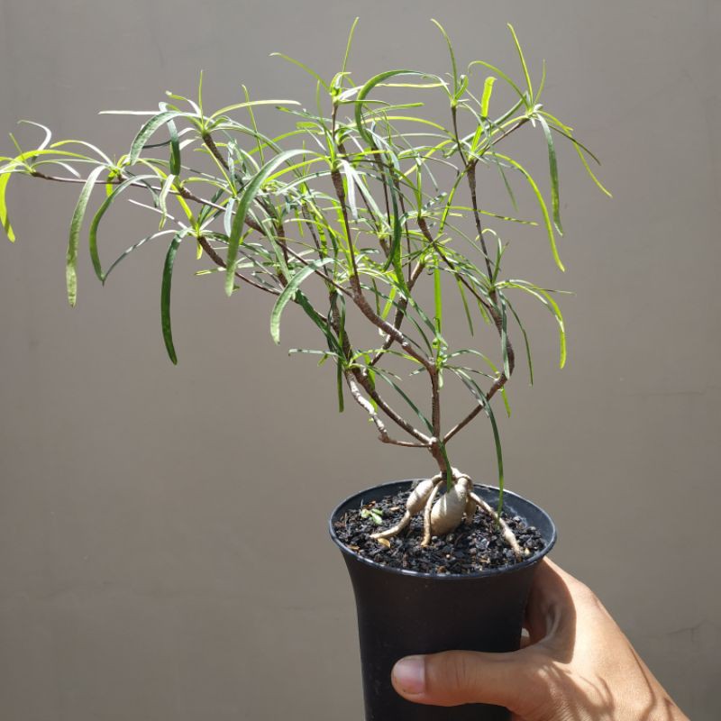 Euphorbia Hedyotoides Tanaman Caudex Madagaskar