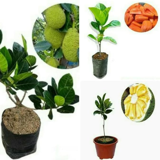 UNGGUL PAKET 3 BIBIT TANAMAN BUAH NANGKA MINI, NANGKA MERAH DAN NANGKA MADU @_@