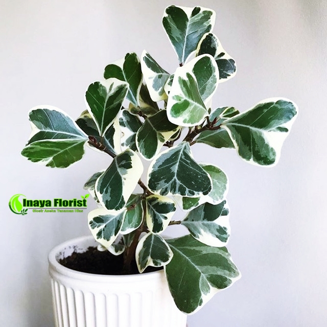 TANAMAN HIAS FICUS TRIANGULARIS