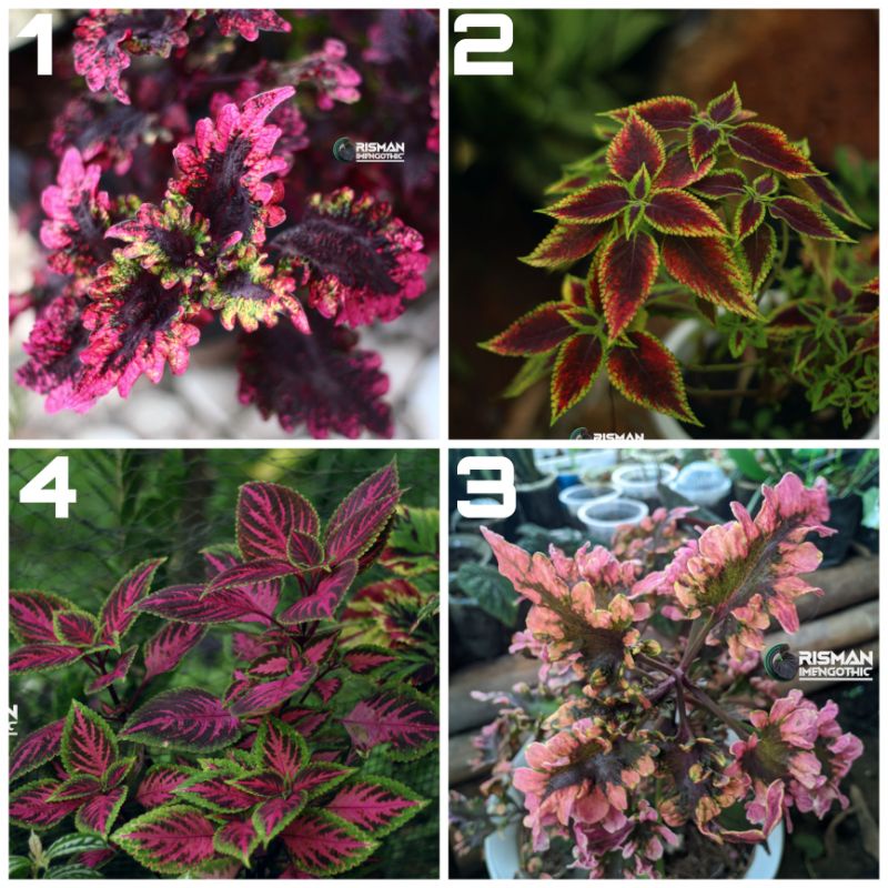 MIANA JAWER KOTOK TANAMAN HIAS