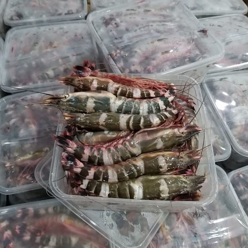 UDANG WINDU TIGER LAUT
