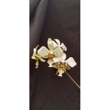 Phalaenopsis stuartiana