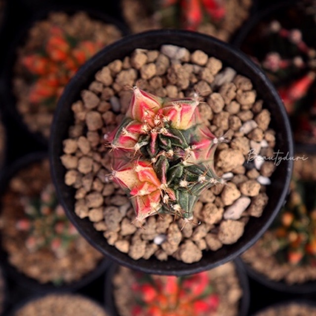 

Beautyduri - Gymnocalycium Mihanovichii Starfire Milo double head