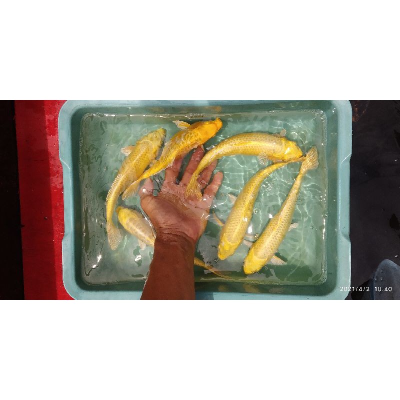 Ikan koi Ogon yamabuki dari