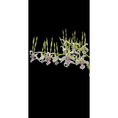 dendrobium antenatum