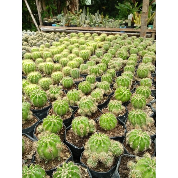 Kaktus ownroot kaktus mini kaktus murah Tanaman hias kaktus anakan kaktus