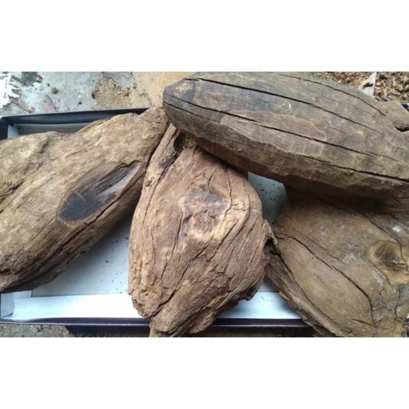 

(Bisa COD) Bongking Gaharu Buaya 1000% Asli Alami Kalteng 1kg