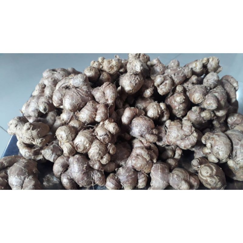 Rimpang Kunyit Hitam