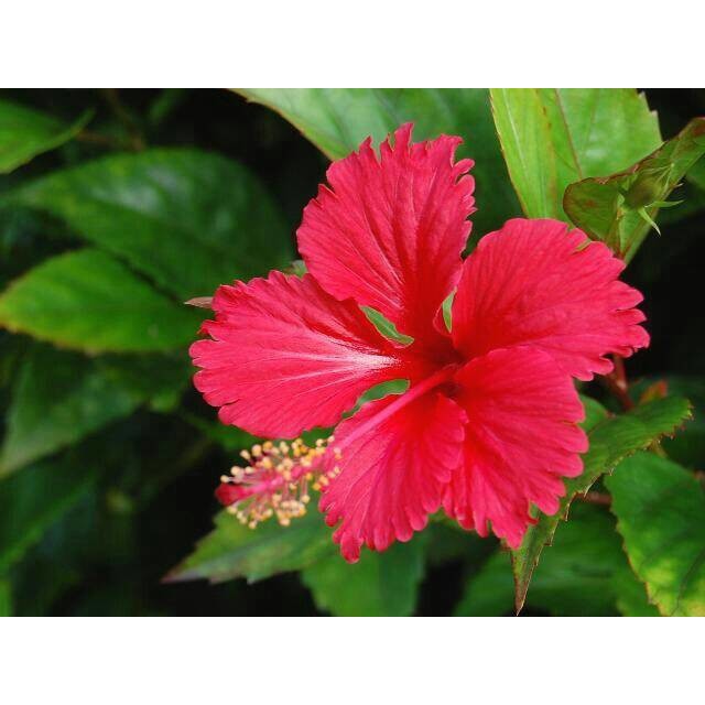 Tanaman Hias Bunga Sepatu Tanaman Hibiscus Shopee Indonesia