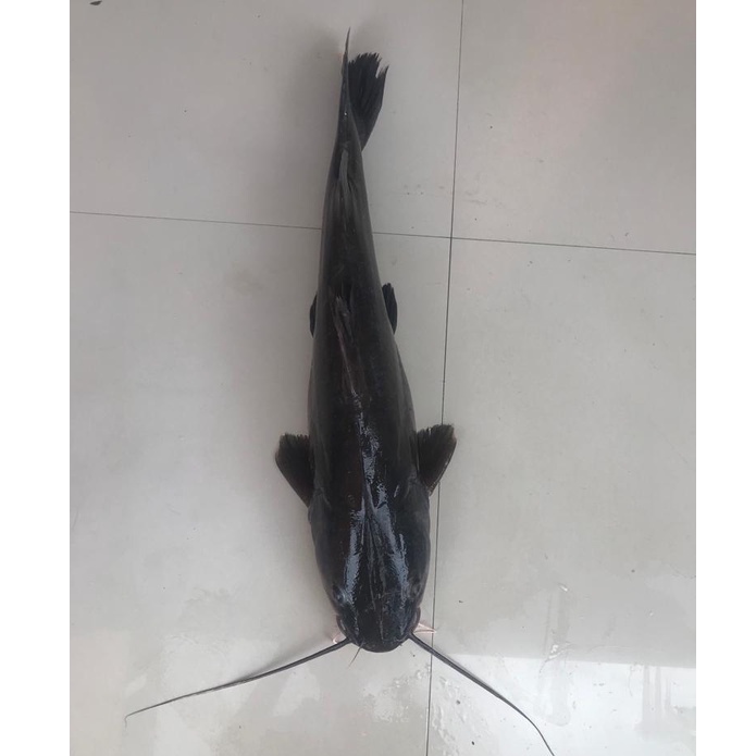 

Fresh ikan baung / baong air tawar segar hasil alam