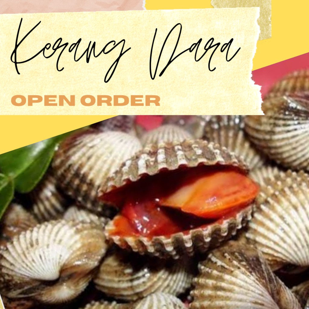 

KERANG DARA SEGAR Size sedang