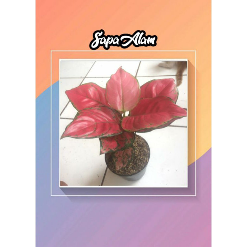 Tanaman hias red anjani - AGLONEMA ANJANI