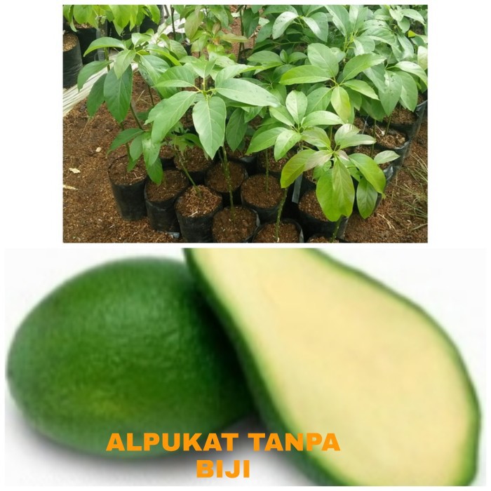 Bibit Alpukat Tanpa Biji Pohon Alpukat Non Biji Tanaman Alpukat