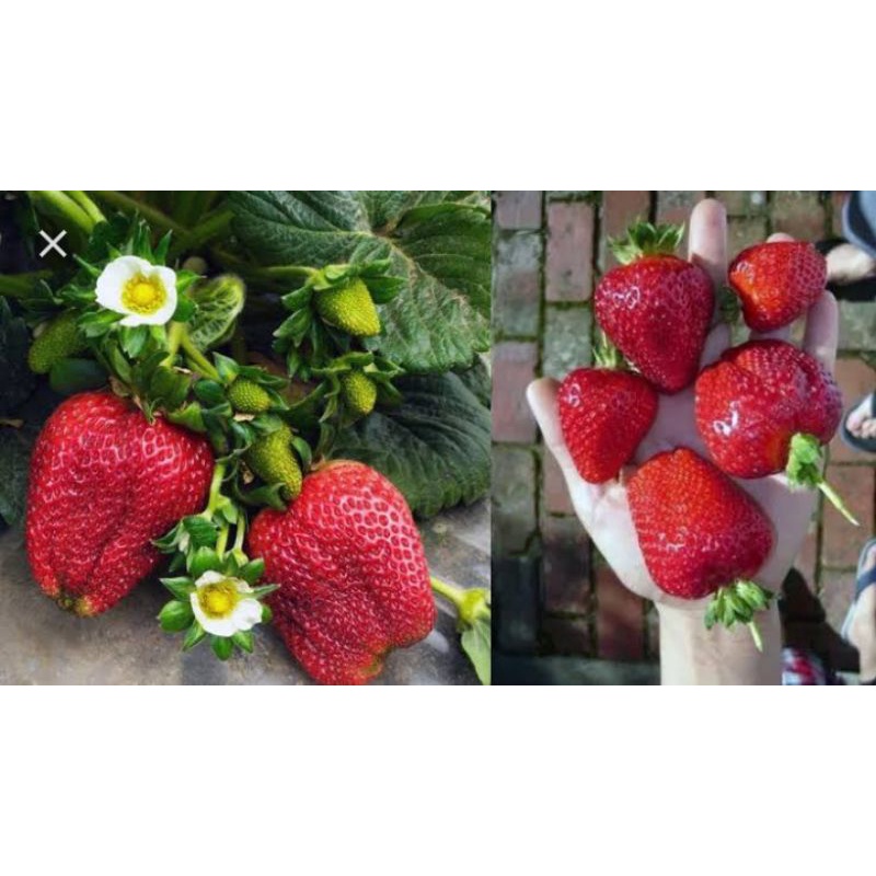 Bibit strawberry Nyoho