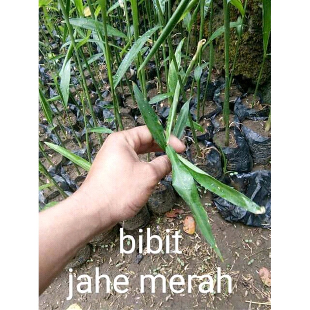Bibit Jahe Merah Segar Siap Tanam