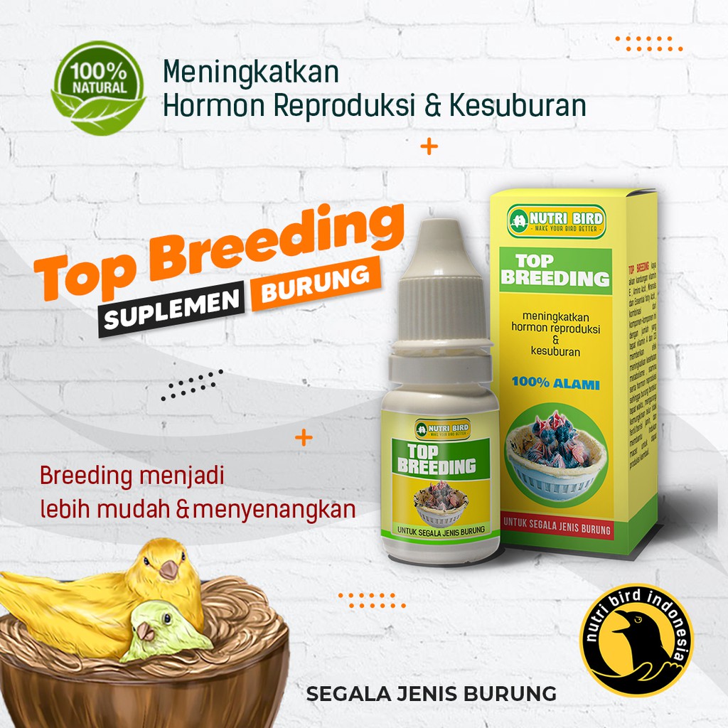 Top Breeding kesuburan dan birahi burung breeding