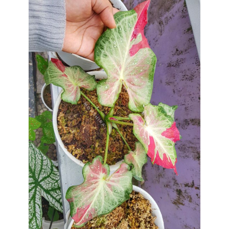 Caladium Shycool (Keladi cat Tumpah)