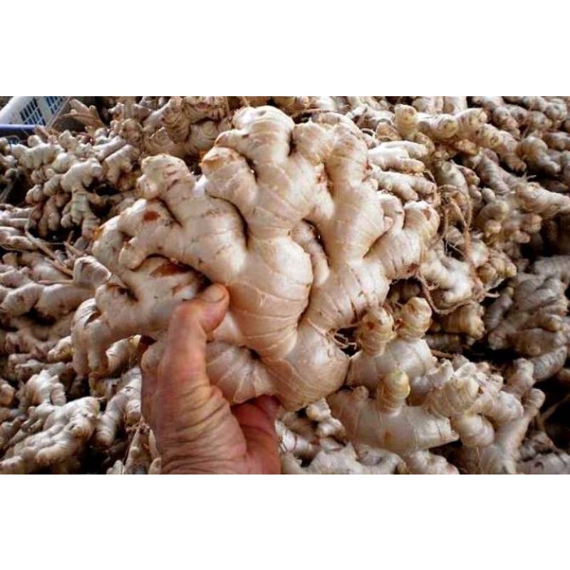 

Jahe Gajah Asli 1kg Fresh dari alam, bukan jahe merah & jahe emprit