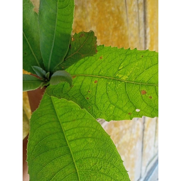 

daun sembung/daun herbal multi manfaat/kemasan 250 gram/daun multi manfaat/tanamanan herbal