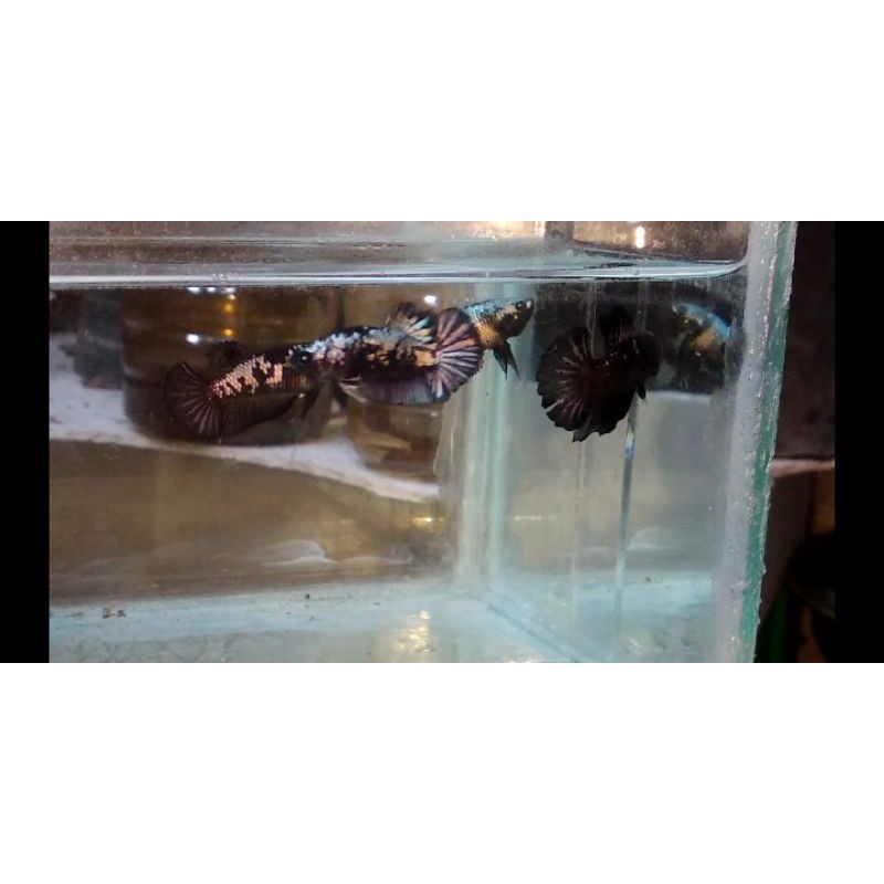 2.pasang.bahan.avatar.copper.gold.1.bahan.avatar.vampire