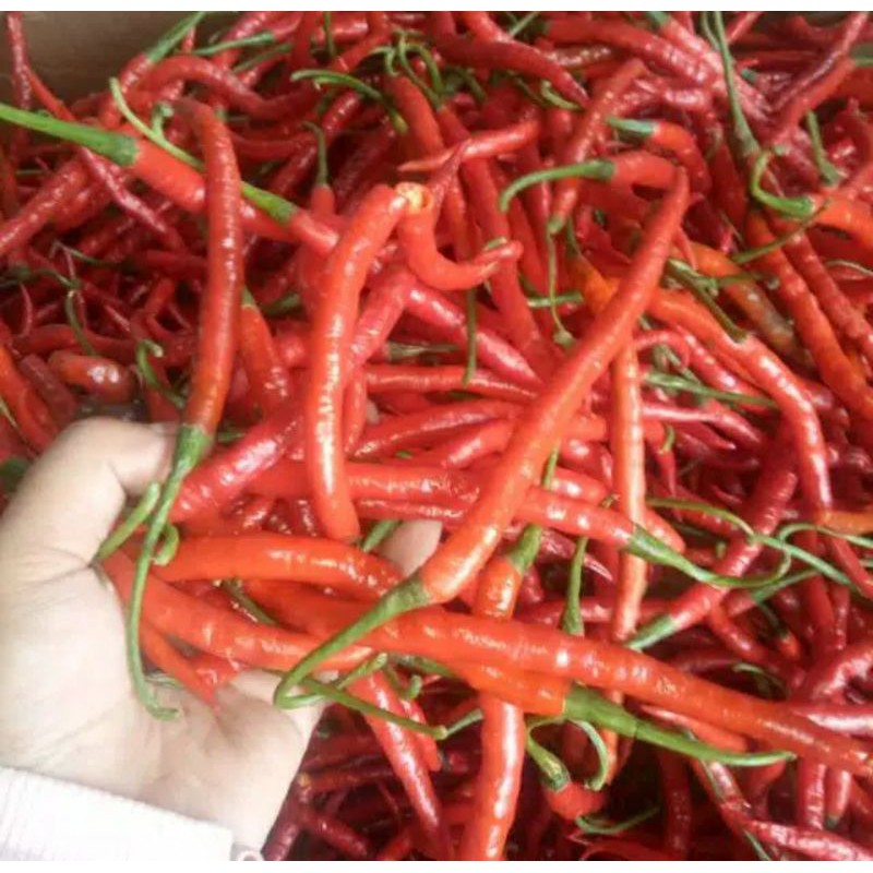 

Cabe merah keriting