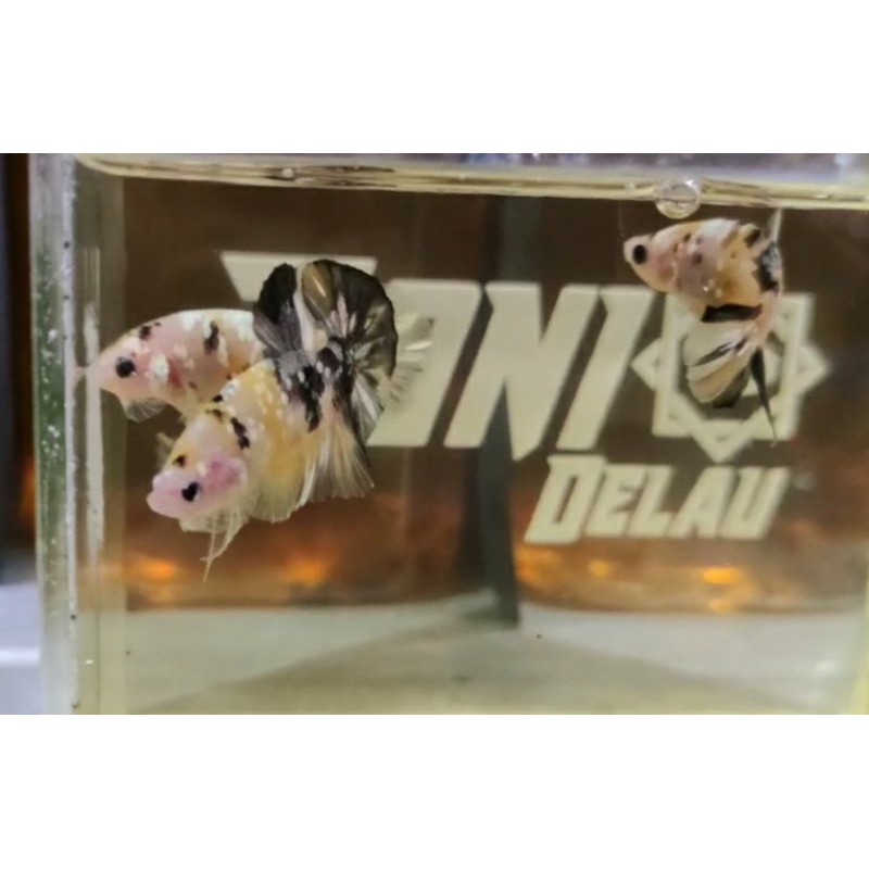 Yellow Koi Copper Gold