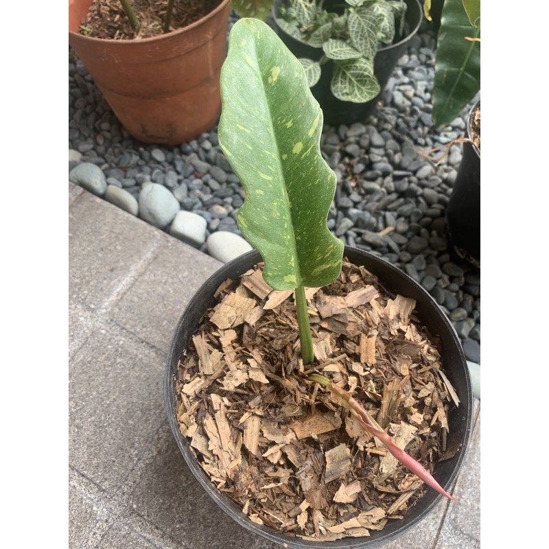 philodendron ring of fire